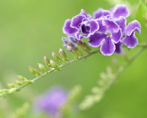 Preview wallpaper flower, striped, shaggy, branch