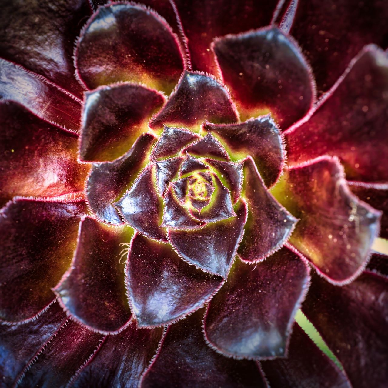 1280x1280 Wallpaper flower, succulent, macro, petals