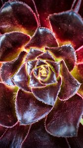 Preview wallpaper flower, succulent, macro, petals