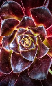 Preview wallpaper flower, succulent, macro, petals