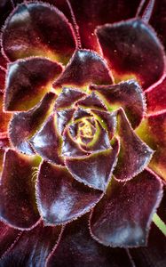 Preview wallpaper flower, succulent, macro, petals