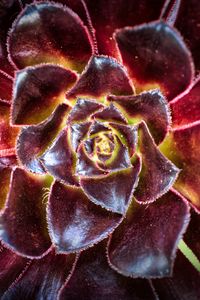 Preview wallpaper flower, succulent, macro, petals