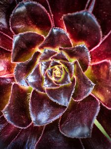 Preview wallpaper flower, succulent, macro, petals