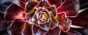 Preview wallpaper flower, succulent, macro, petals