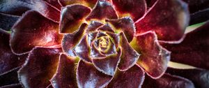 Preview wallpaper flower, succulent, macro, petals