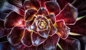 Preview wallpaper flower, succulent, macro, petals