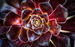 Preview wallpaper flower, succulent, macro, petals