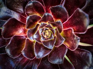 Preview wallpaper flower, succulent, macro, petals