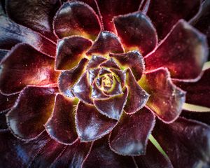 Preview wallpaper flower, succulent, macro, petals