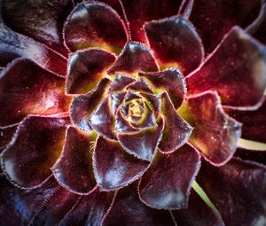 Preview wallpaper flower, succulent, macro, petals