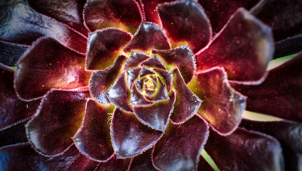 960x544 Wallpaper flower, succulent, macro, petals