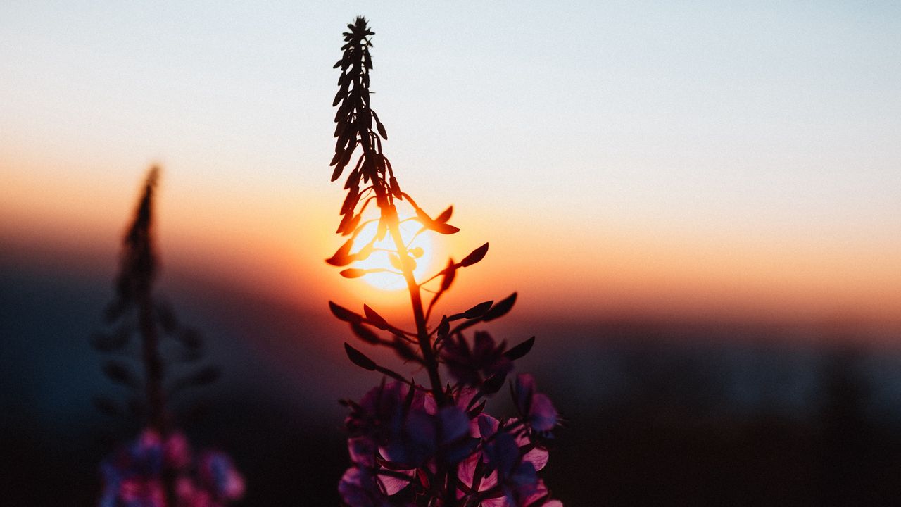 Wallpaper flower, sun, sunset, dusk, dark