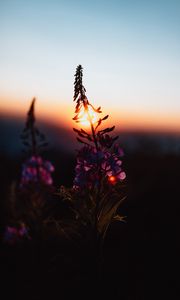 Preview wallpaper flower, sun, sunset, dusk, dark