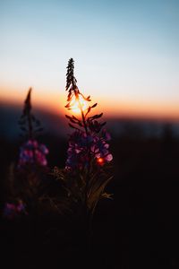 Preview wallpaper flower, sun, sunset, dusk, dark