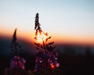 Preview wallpaper flower, sun, sunset, dusk, dark