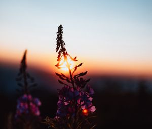 Preview wallpaper flower, sun, sunset, dusk, dark