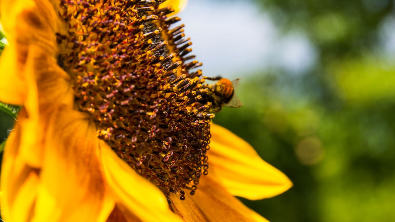 Wallpaper flower, sunflower, bumblebee, petals, blur