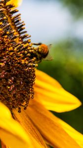 Preview wallpaper flower, sunflower, bumblebee, petals, blur
