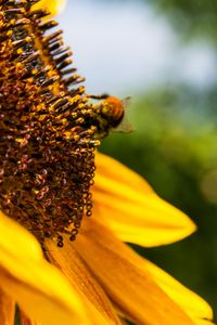 Preview wallpaper flower, sunflower, bumblebee, petals, blur