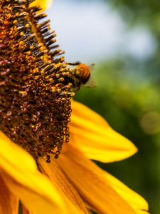 Preview wallpaper flower, sunflower, bumblebee, petals, blur