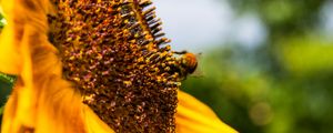 Preview wallpaper flower, sunflower, bumblebee, petals, blur