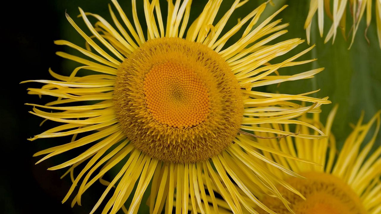 Wallpaper flower, sunflower, petals, stamen, pollen