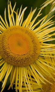 Preview wallpaper flower, sunflower, petals, stamen, pollen