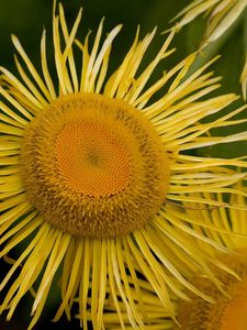 Preview wallpaper flower, sunflower, petals, stamen, pollen