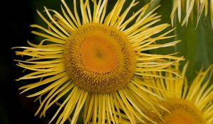 Preview wallpaper flower, sunflower, petals, stamen, pollen