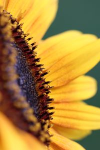 Preview wallpaper flower, sunflower, petals, macro