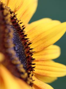 Preview wallpaper flower, sunflower, petals, macro