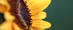 Preview wallpaper flower, sunflower, petals, macro