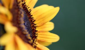 Preview wallpaper flower, sunflower, petals, macro