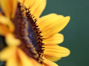 Preview wallpaper flower, sunflower, petals, macro