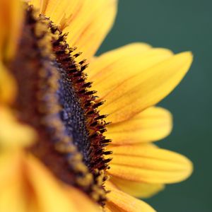 Preview wallpaper flower, sunflower, petals, macro