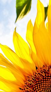 Preview wallpaper flower, sunflower, sky