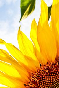 Preview wallpaper flower, sunflower, sky