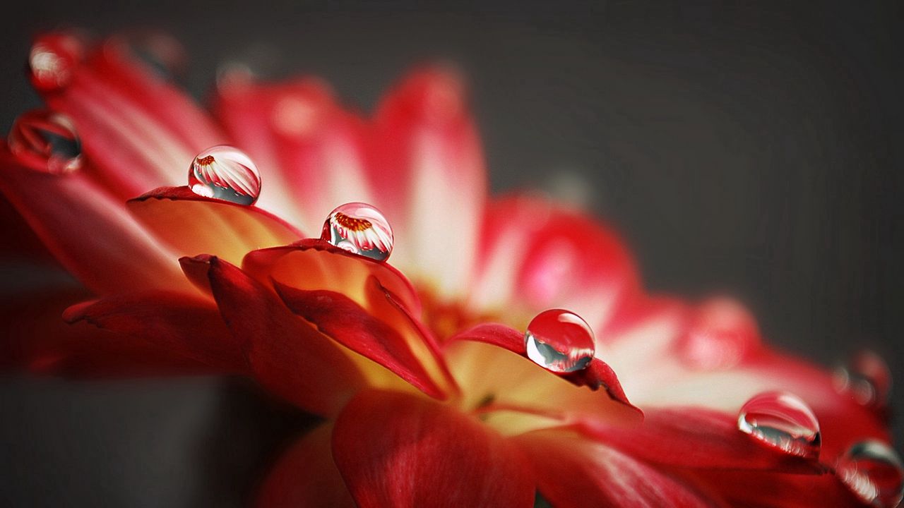 Wallpaper flower, surface, drop, petals
