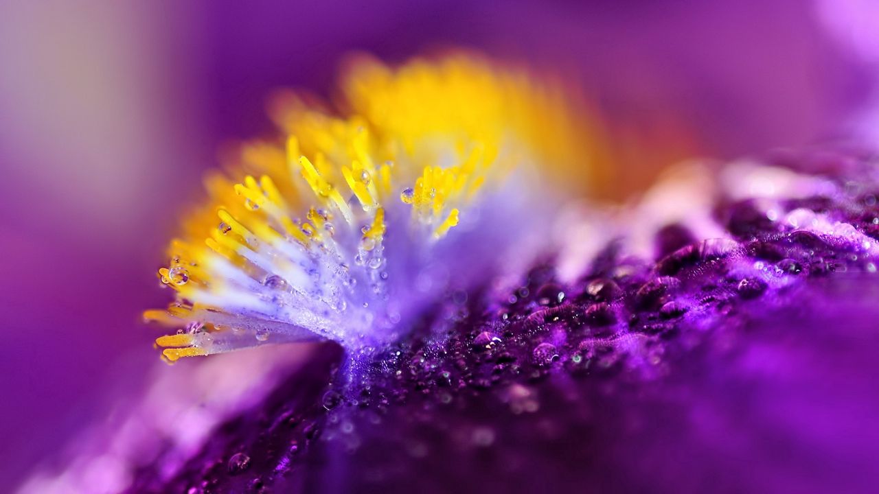 Wallpaper flower, surface, drops, wet