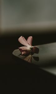 Preview wallpaper flower, table, shadow, blur