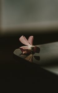 Preview wallpaper flower, table, shadow, blur