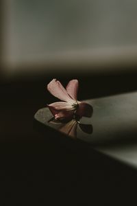Preview wallpaper flower, table, shadow, blur