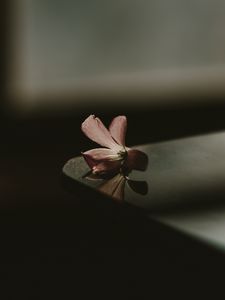 Preview wallpaper flower, table, shadow, blur