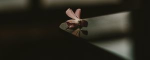 Preview wallpaper flower, table, shadow, blur