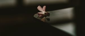Preview wallpaper flower, table, shadow, blur