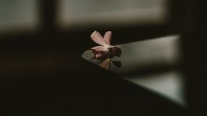 Preview wallpaper flower, table, shadow, blur