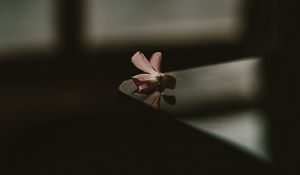Preview wallpaper flower, table, shadow, blur