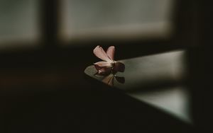 Preview wallpaper flower, table, shadow, blur