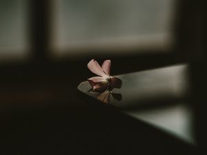 Preview wallpaper flower, table, shadow, blur