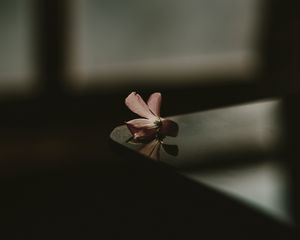 Preview wallpaper flower, table, shadow, blur